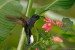 kolibrik-purpurovy-2.jpg