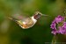 kolibrik-beloskvrnny.jpg